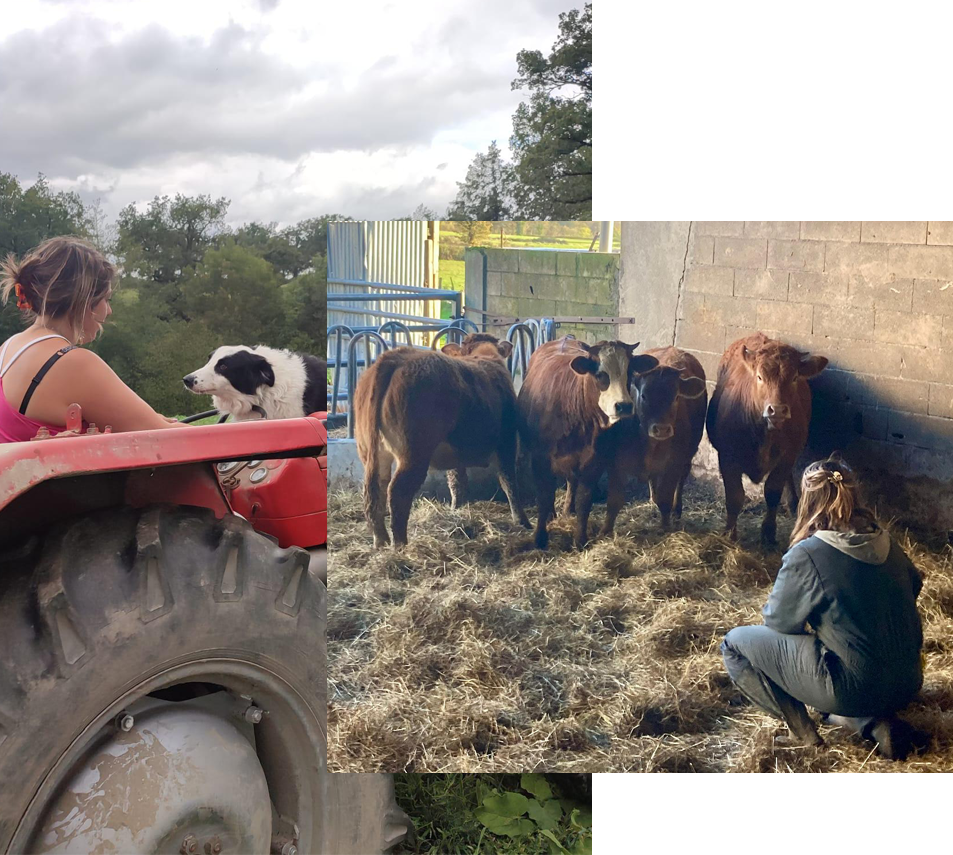 Vente de viande en colis Magnac-Laval, Vente de viande en colis Le Dorat, Vente de viande en colis Bellac