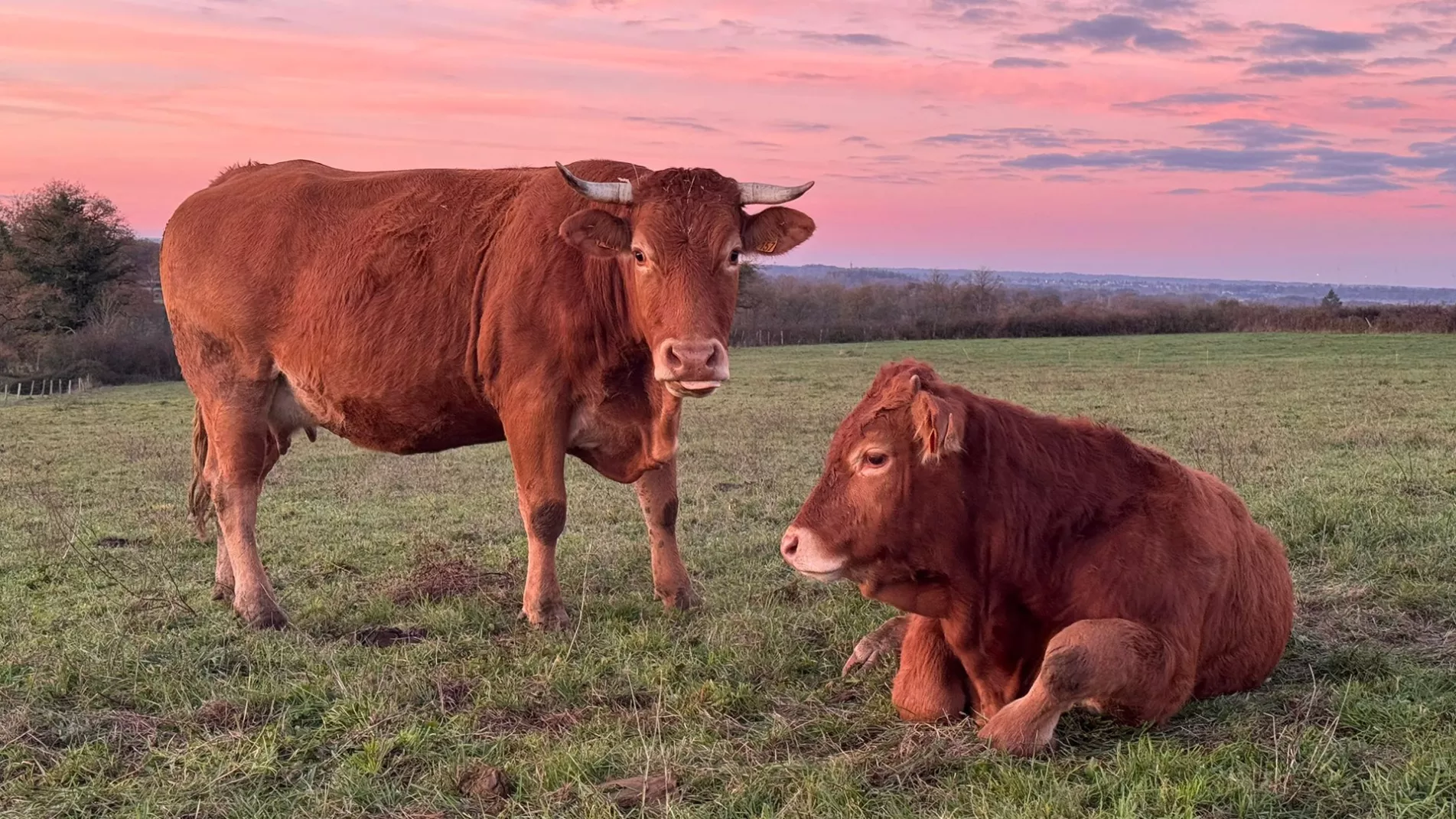  La vallée des vaches