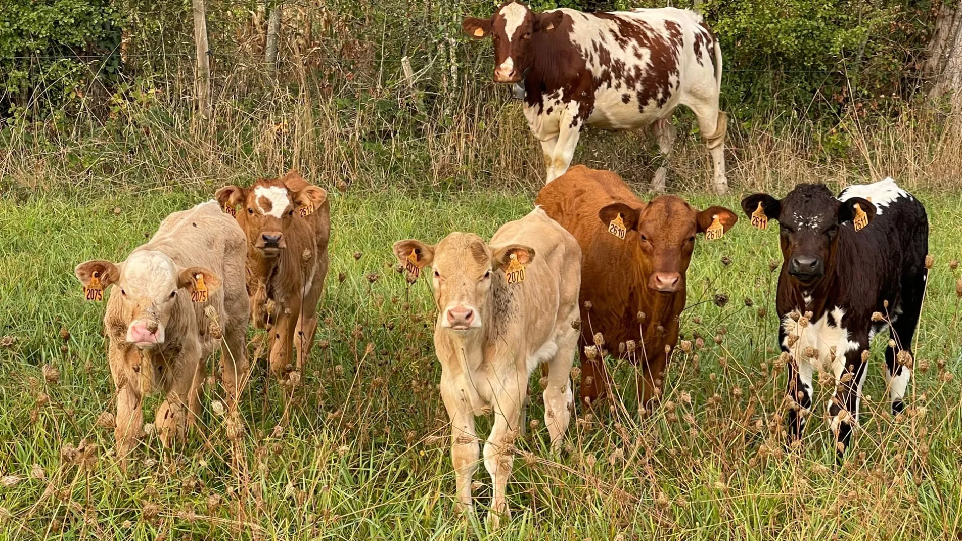  La vallée des vaches