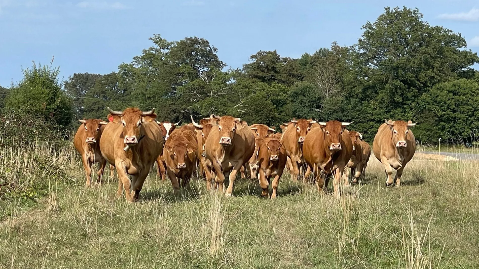  La vallée des vaches