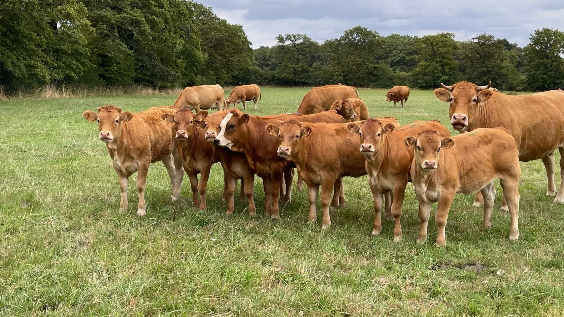  La vallée des vaches